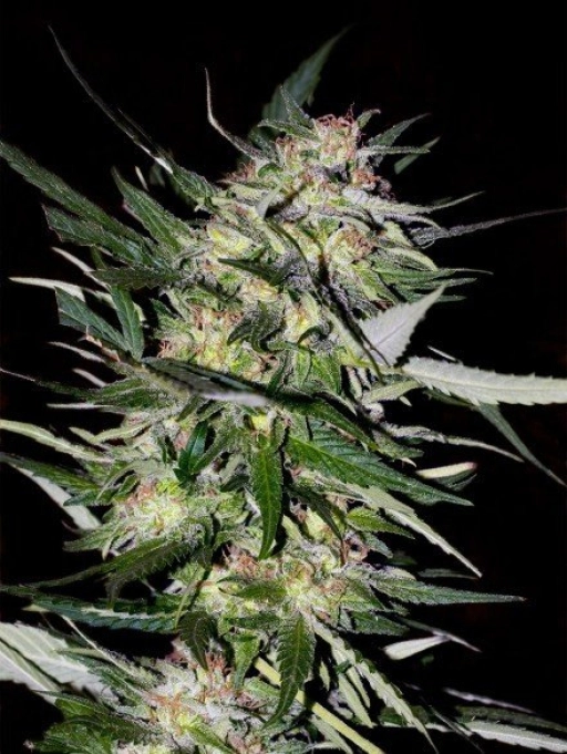 Jack Plant – Advanced Seeds – Feminizowane