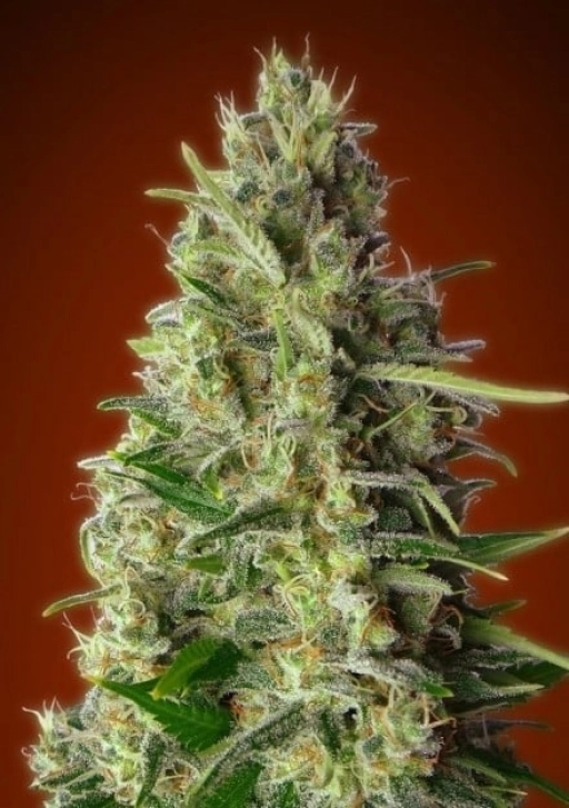 Kali 47 – Advanced Seeds – Feminizowane