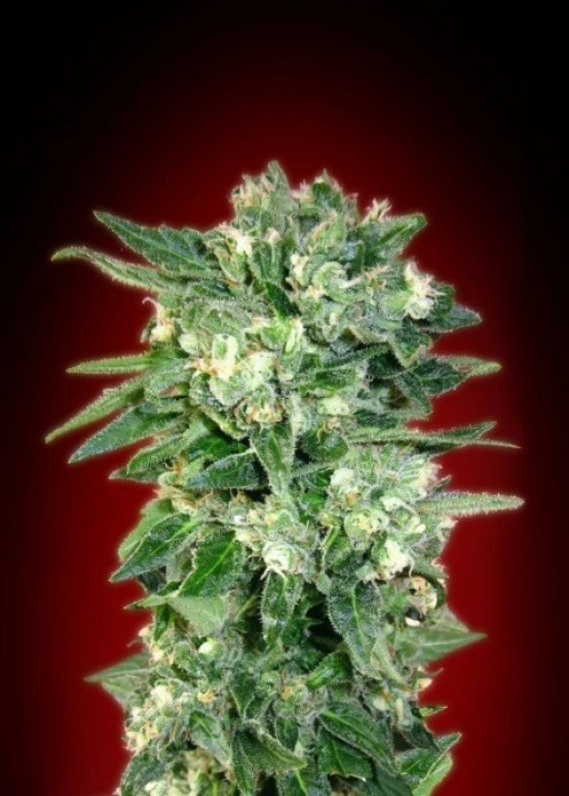 Kaya 47 – Advanced Seeds – Feminizowane