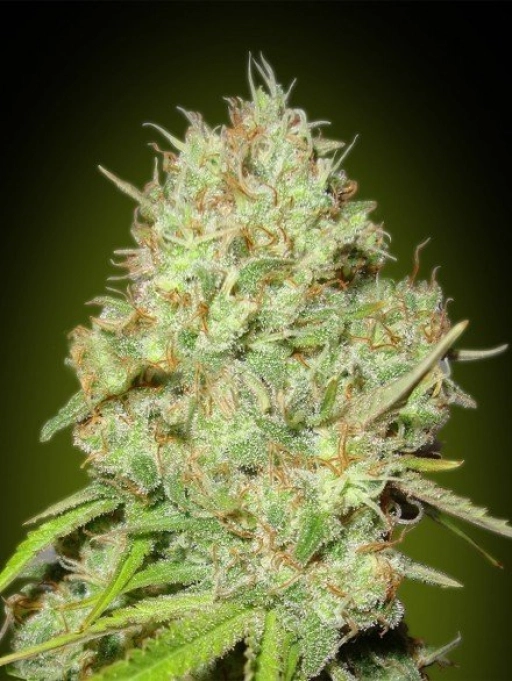 Shark Widow – Advanced Seeds – Feminizowane