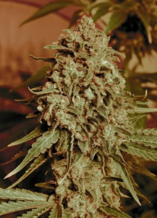 Somango Widow – Advanced Seeds – Feminizowane
