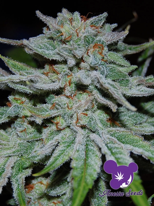 Slurricane – Anesia Seeds – Feminizowane