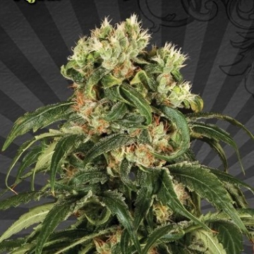 Hijack Auto Autoflowering cannabis flower bud by Auto Seeds