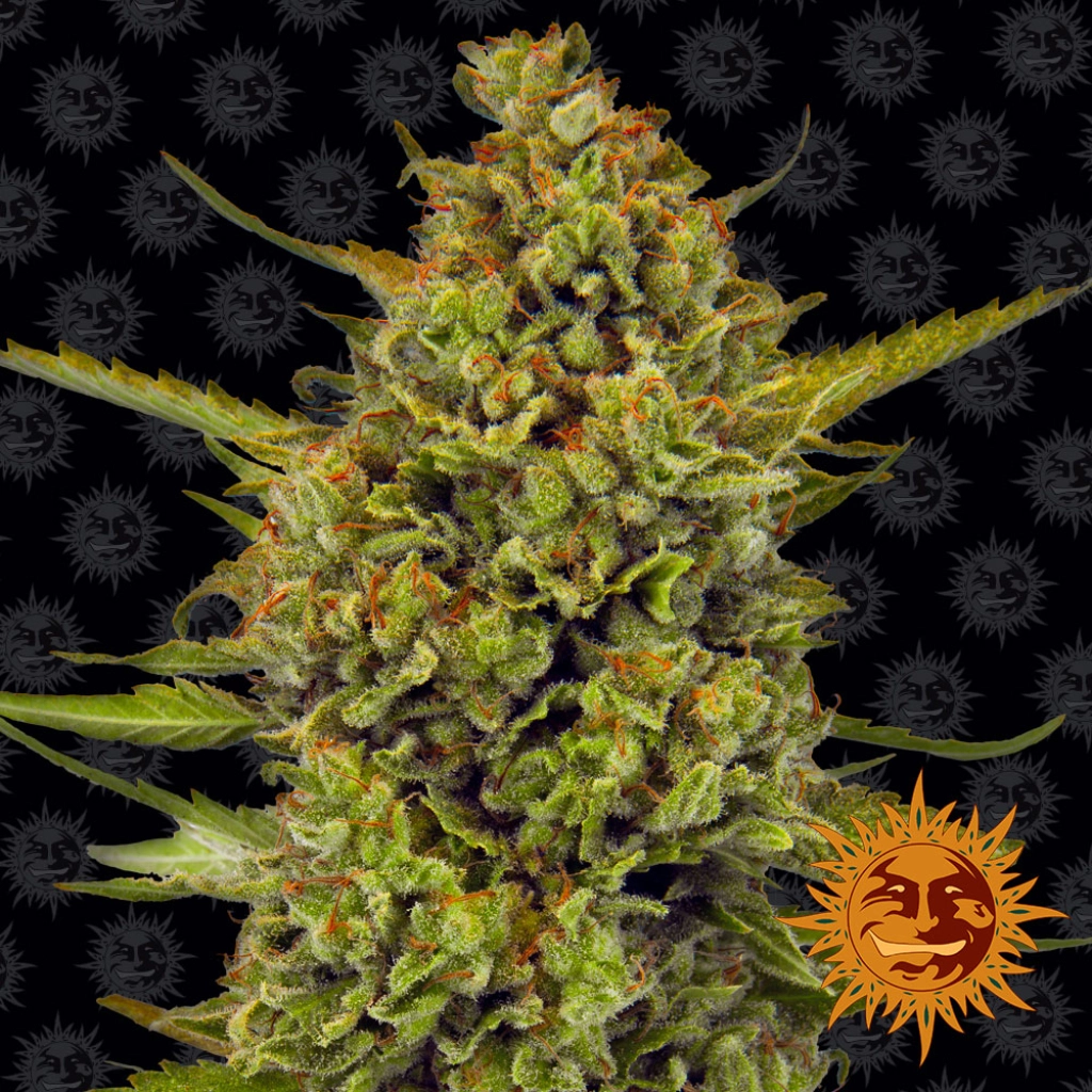 Acapulco Gold – Barneys Farm – Feminizowane