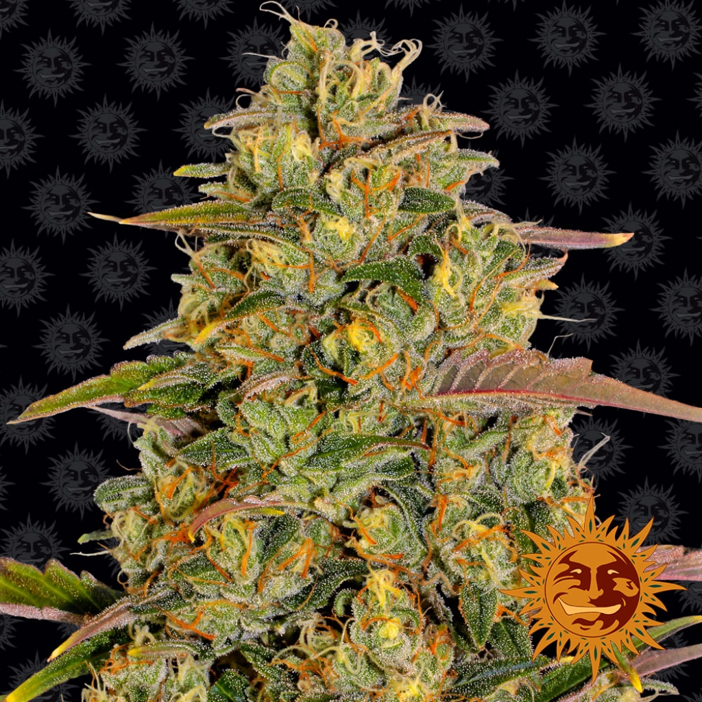 Amnesia Lemon – Barneys Farm – Feminizowane