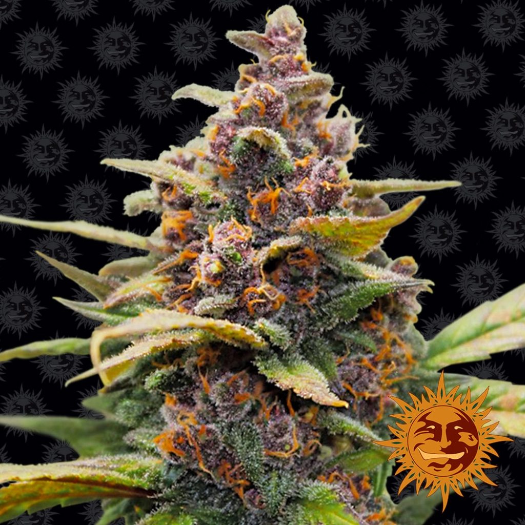 Ayahuasca Purple – Barneys Farm – Feminizowane