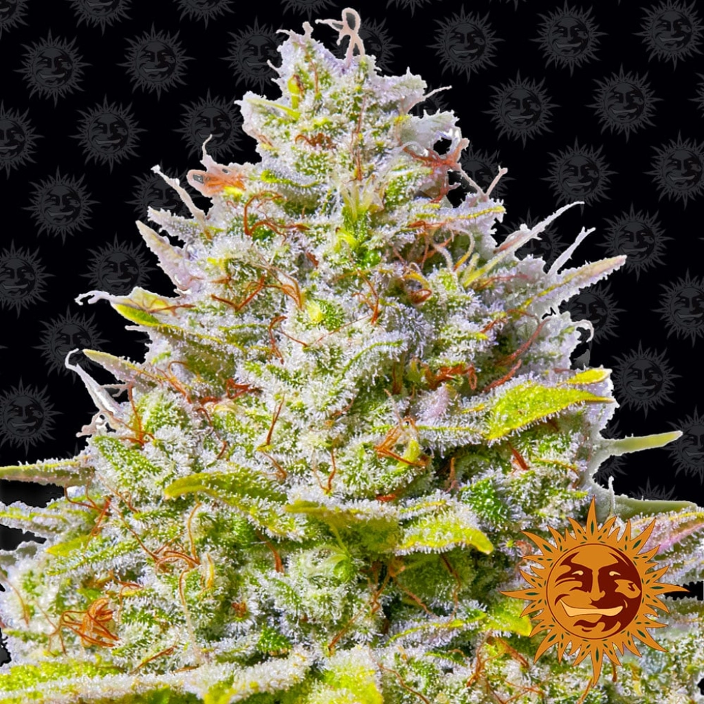 Blue Gelato 41 – Barneys Farm – Feminizowane