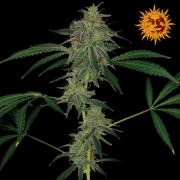 Blue Mammoth Auto Autoflowering cannabis flower bud by Barneys Farm