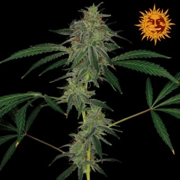 Blue Mammoth Auto Autoflowering cannabis flower bud by Barneys Farm