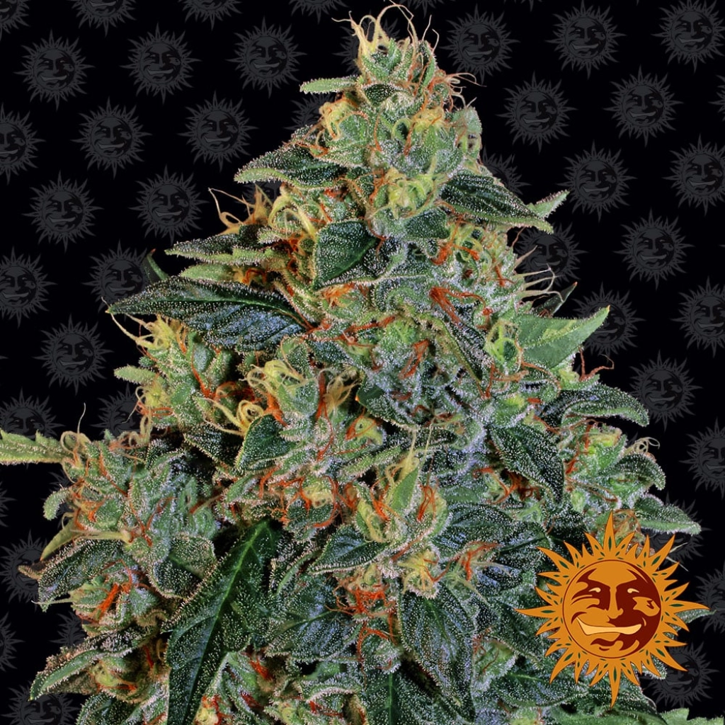 Blueberry OG – Barneys Farm – Feminizowane
