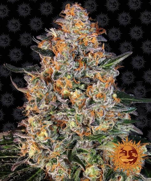 Bubba Kush – Barneys Farm – Feminizowane – Product view 2