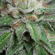 Bubba Kush – Barneys Farm – Feminizowane