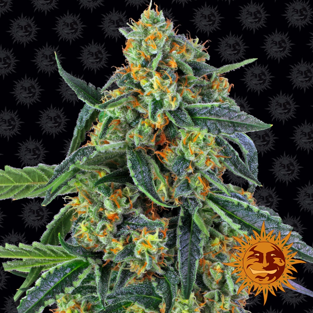 Cookies Kush – Barneys Farm – Feminizowane
