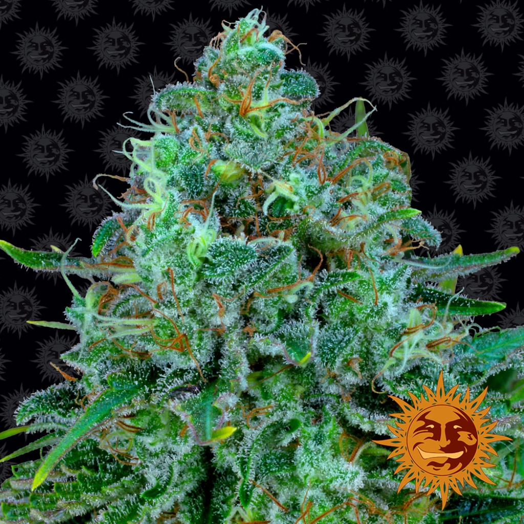 Critical Kush – Barneys Farm – Feminizowane