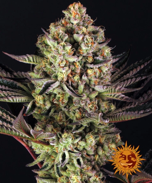 Dos Si Dos 33 – Barneys Farm – Feminizowane