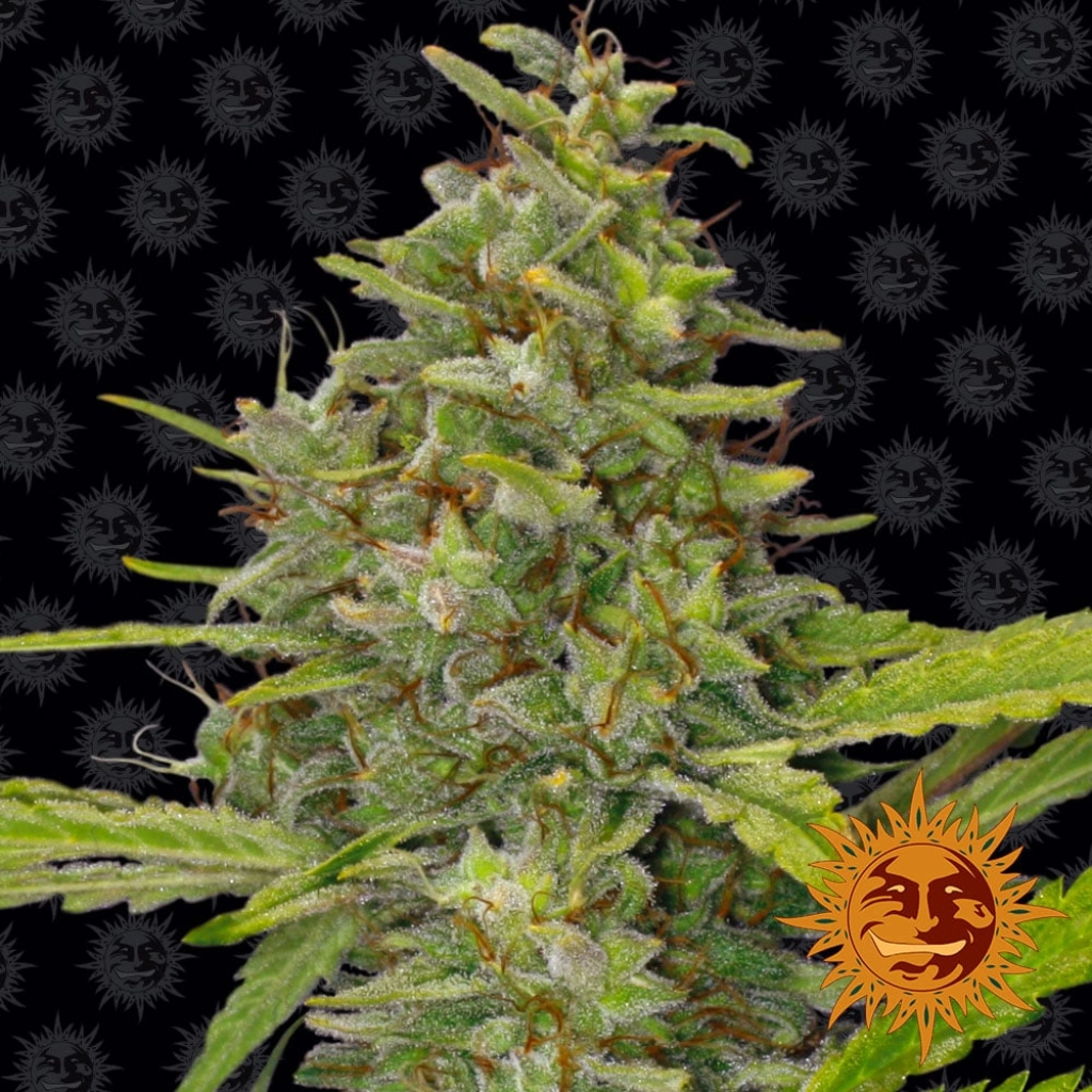 G13 Haze – Barneys Farm – Feminizowane