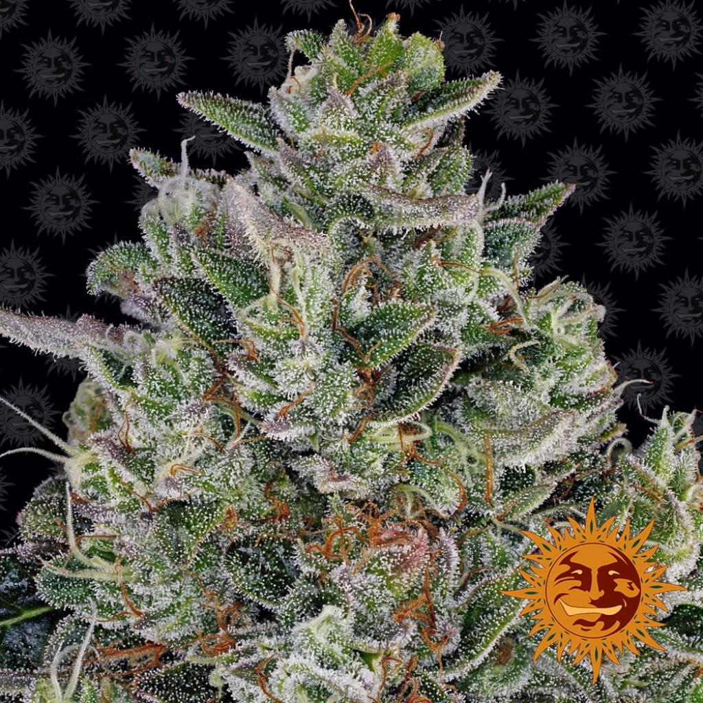 Glookies – Barneys Farm – Feminizowane