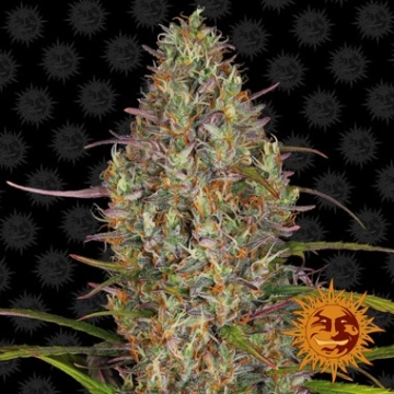 Glue Gelato Auto Autoflowering cannabis flower bud by Barneys Farm