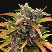 Gorilla Glue Auto Autoflowering cannabis flower bud by Barneys Farm