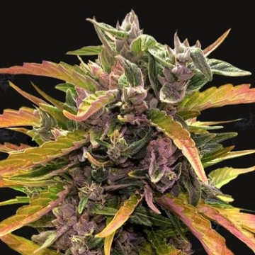 Gorilla Glue Auto Autoflowering cannabis flower bud by Barneys Farm