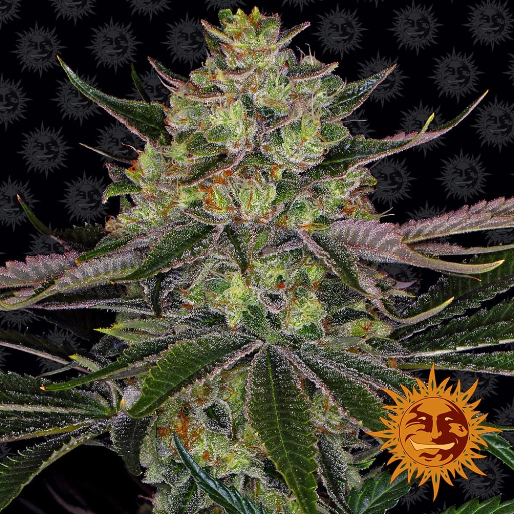 Gorilla Zkittlez – Barneys Farm – Feminizowane