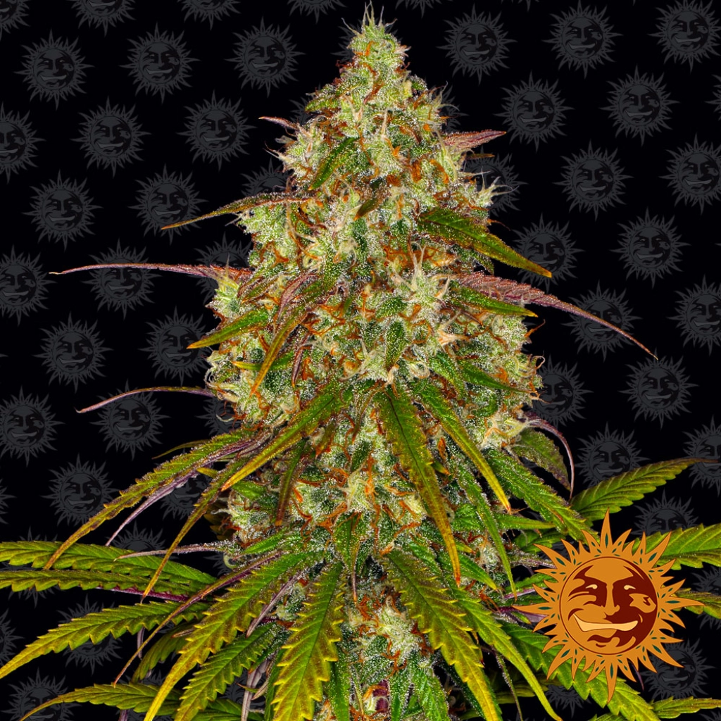 Liberty Haze – Barneys Farm – Feminizowane – Product view 2