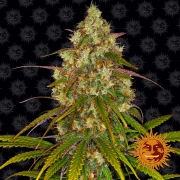 Liberty Haze – Barneys Farm – Feminizowane – Product view 2