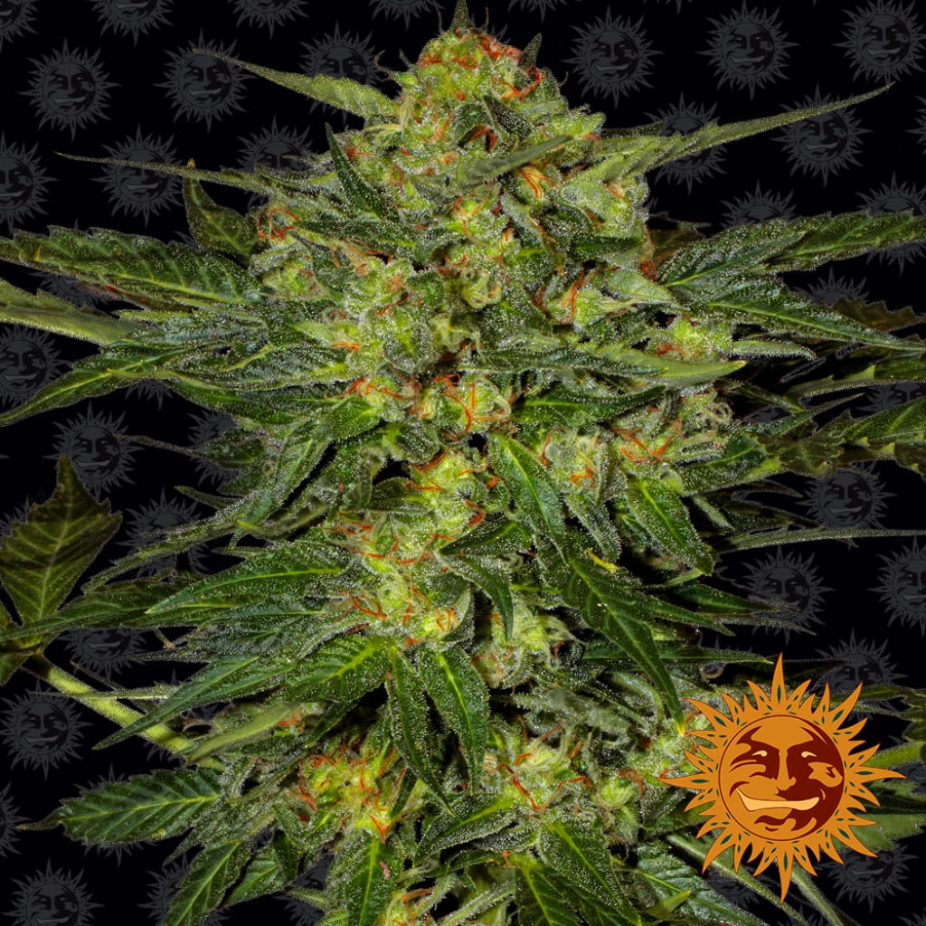 LSD – Barneys Farm – Feminizowane