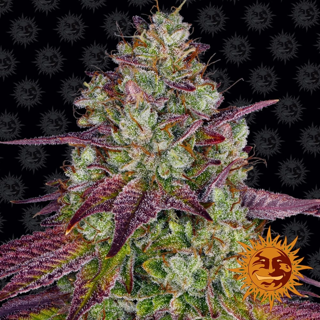 Mimosa Evo – Barneys Farm – Feminizowane