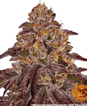Mimosa x Orange Punch Feminized cannabis flower bud by Barneys Farm