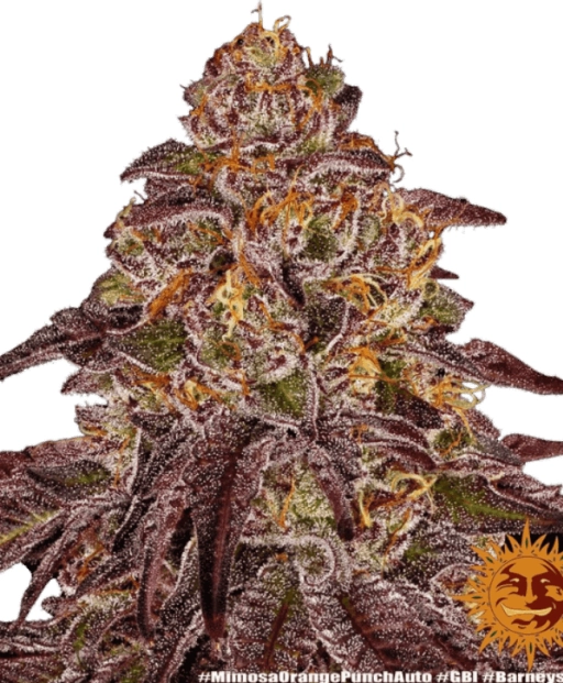 Mimosa x Orange Punch – Barneys Farm – Feminizowane