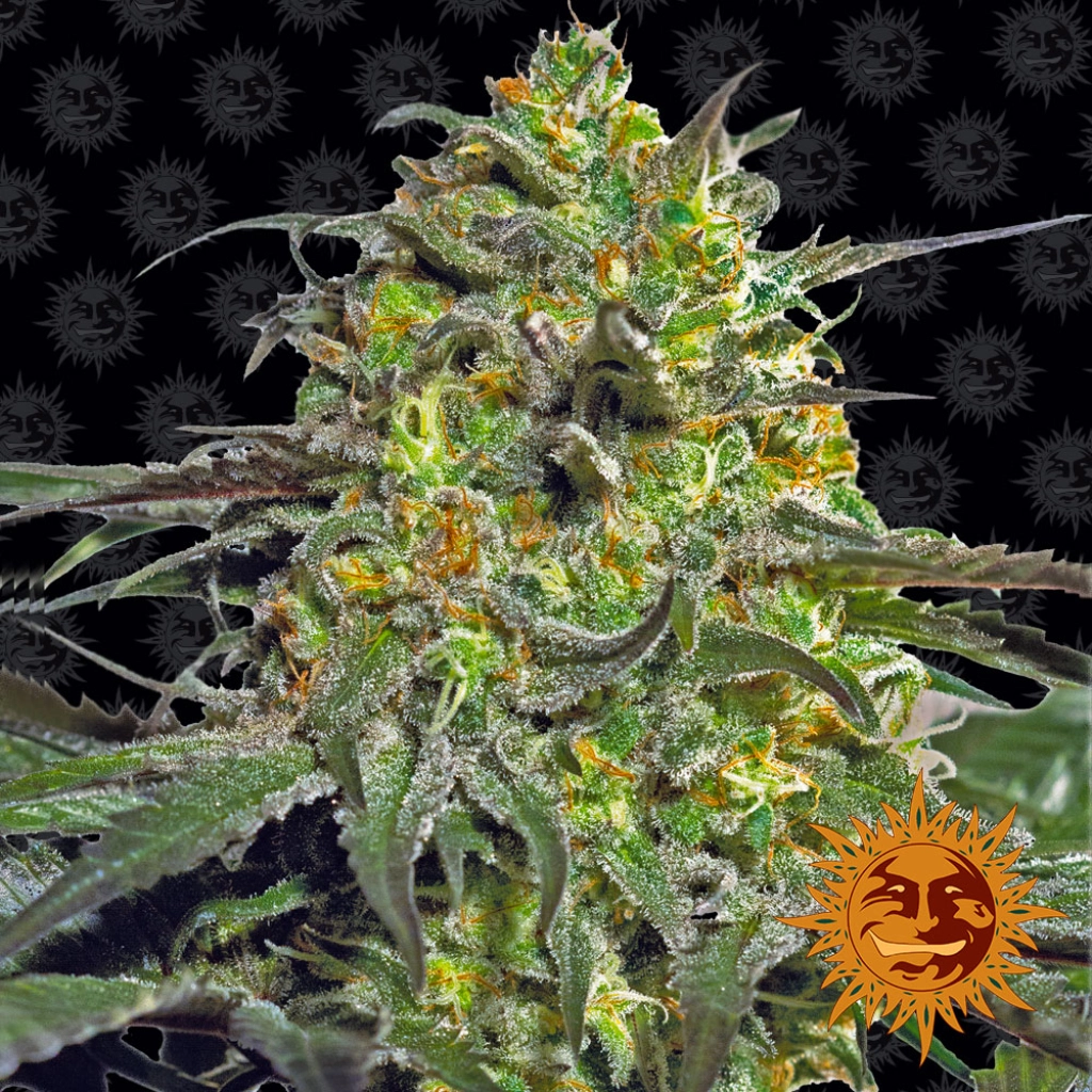 Peyote Cookies – Barneys Farm – Feminizowane