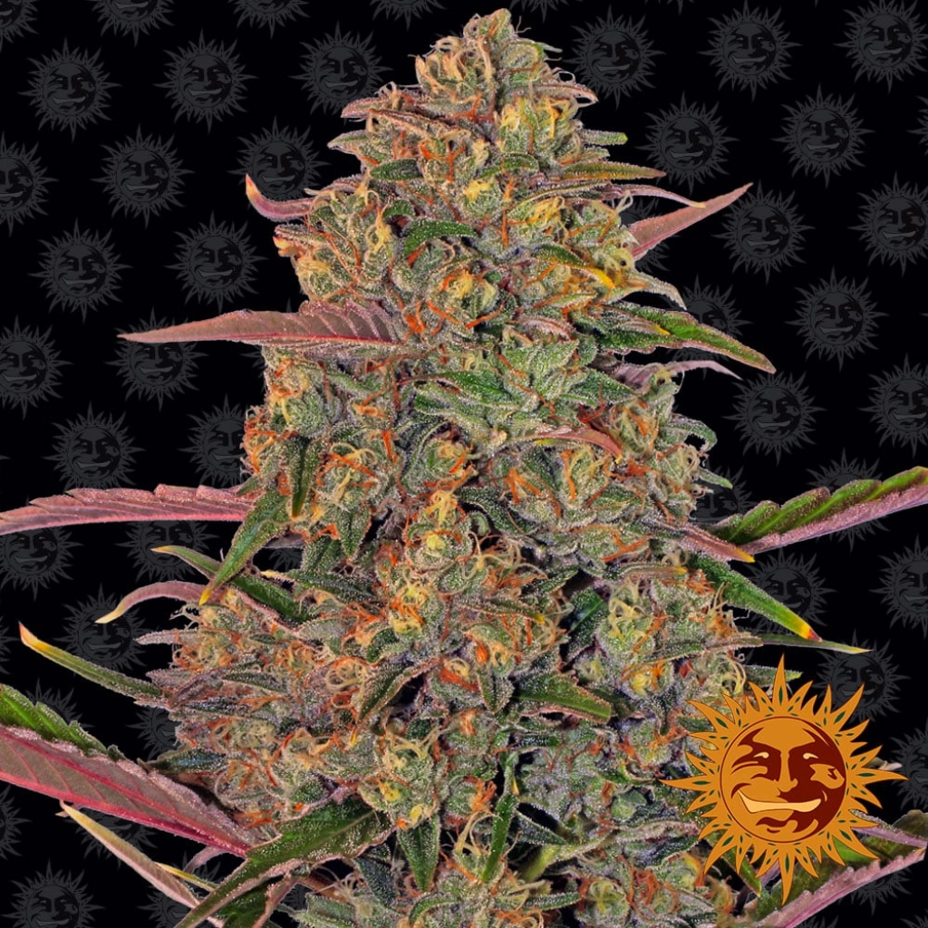 Pineapple Chunk – Barneys Farm – Feminizowane – Product view 2