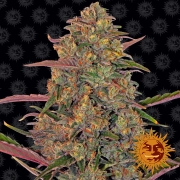 Pineapple Chunk – Barneys Farm – Feminizowane – Product view 2