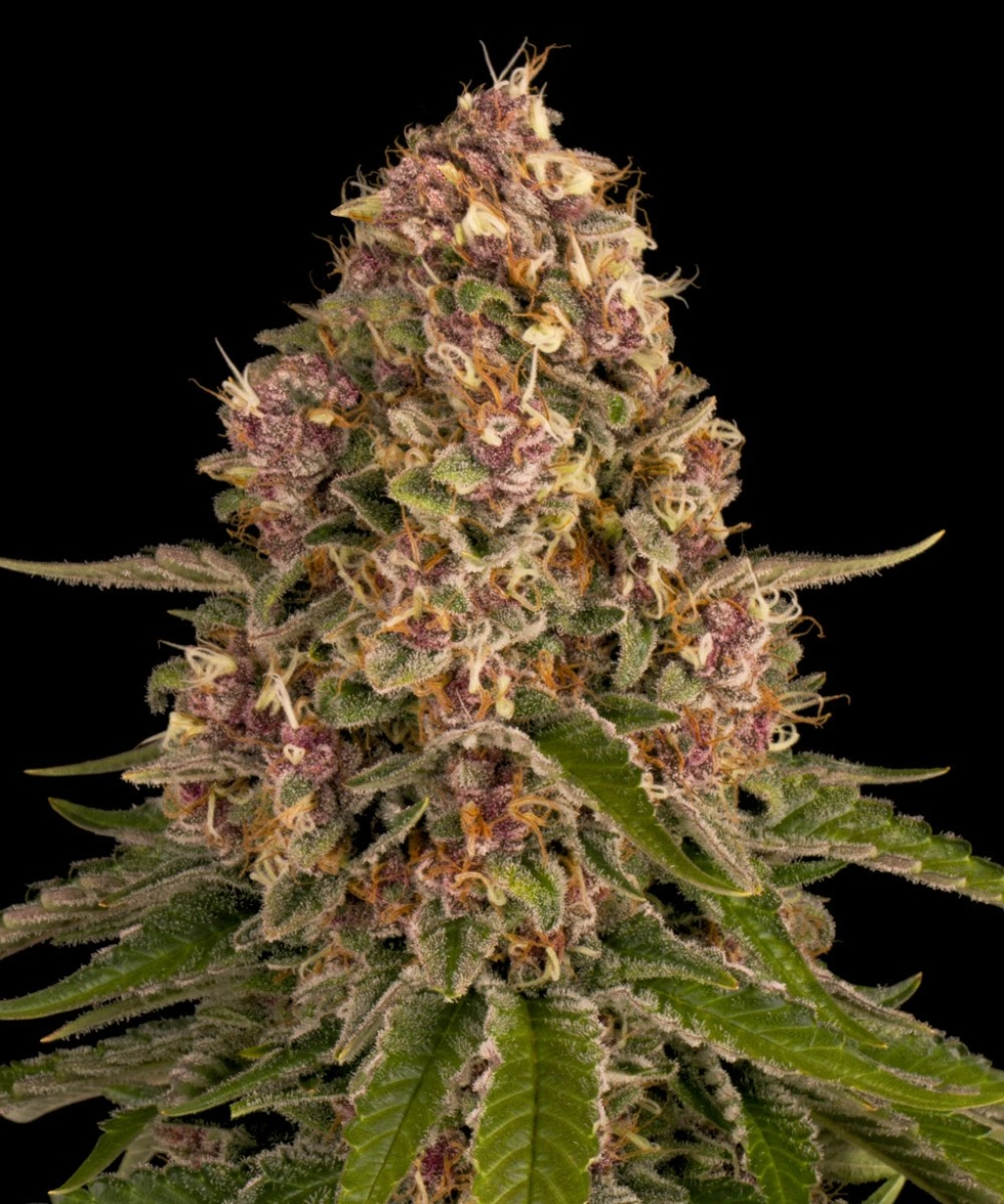 Pink Kush – Barneys Farm – Feminizowane