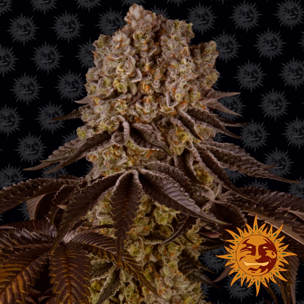 Purple Punch – Barneys Farm – Feminizowane