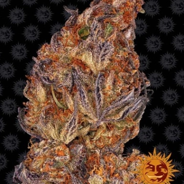 Runtz Auto Autoflowering cannabis flower bud by Barneys Farm