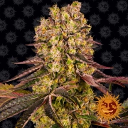 Runtz Muffin – Barneys Farm – Feminizowane – Product view 3