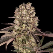 Runtz Muffin – Barneys Farm – Feminizowane – Product view 3