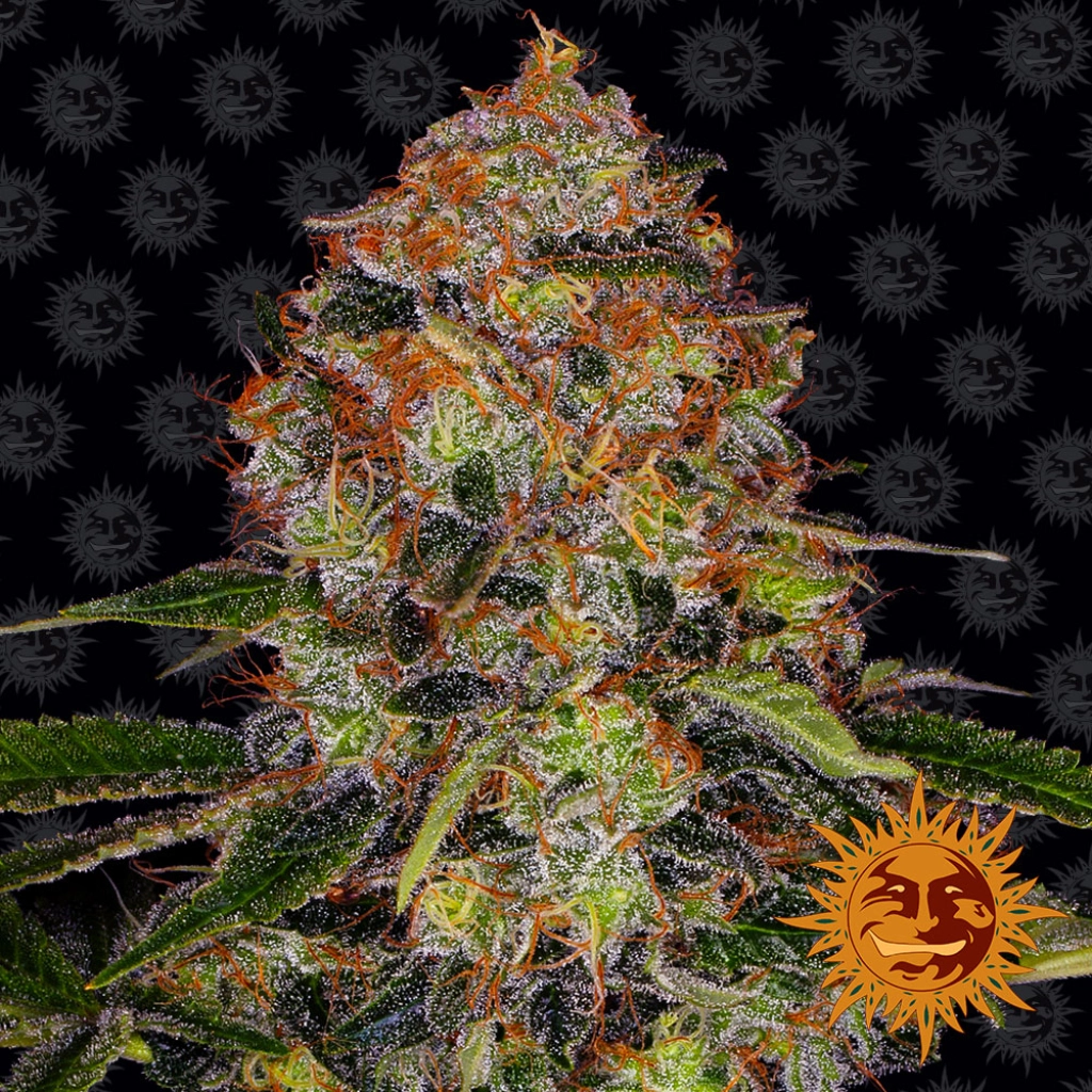 Shiskaberry – Barneys Farm – Feminizowane
