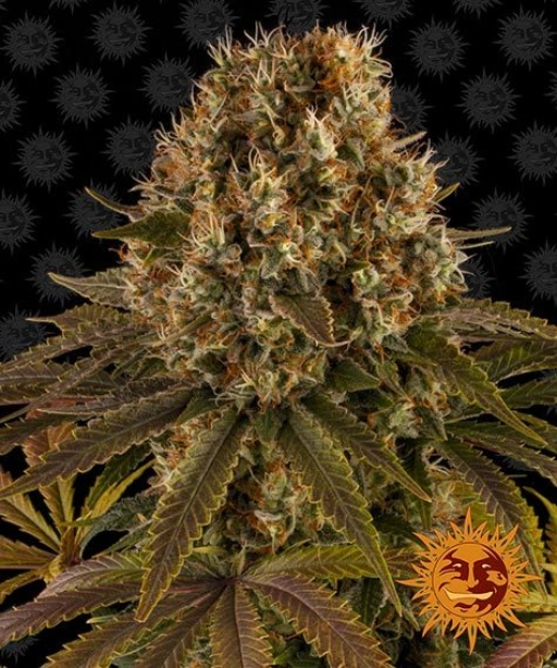 Strawberry Lemonade – Barneys Farm – Feminizowane