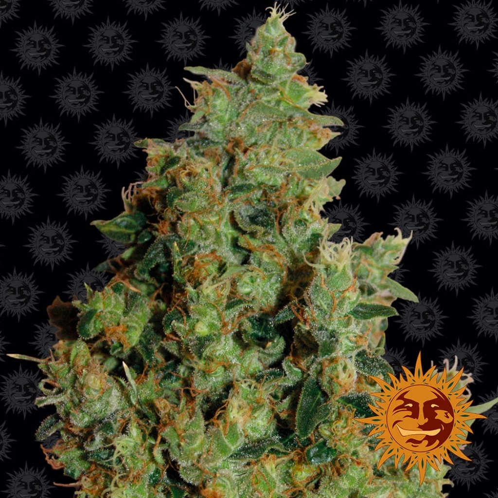 Tangerine Dream – Barneys Farm – Feminizowane