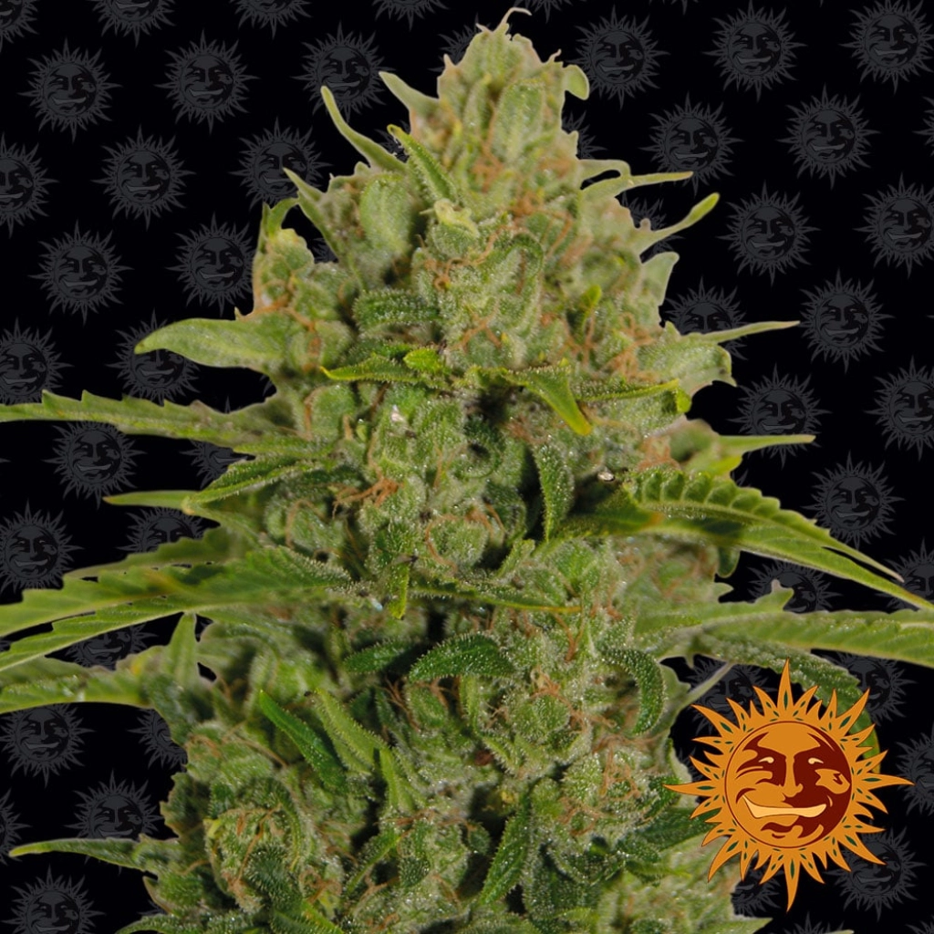 Triple Cheese – Barneys Farm – Feminizowane