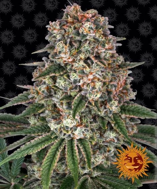 Tropicanna Banana – Barneys Farm – Feminizowane