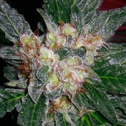 Violator Kush – Barneys Farm – Regularne – Product view 2