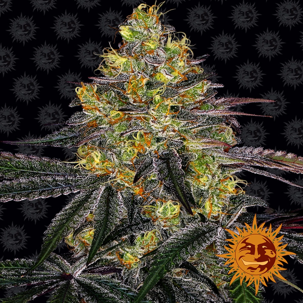 Watermelon Zkittlez – Barneys Farm – Feminizowane