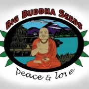 BadAzz Cheese Feminized cannabis flower bud by Big Buddha Seeds