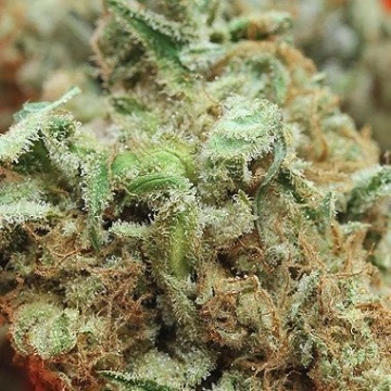 Big Buddha Haze Feminized cannabis flower bud by Big Buddha Seeds