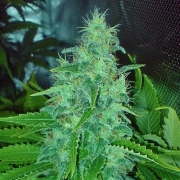 Big Buddha Freeze Cheese 89 – Big Buddha Seeds – Feminizowane – Product view 2