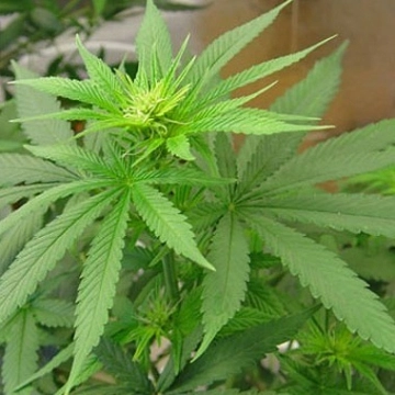Buddha Haze Auto Autoflowering cannabis flower bud by Big Buddha Seeds
